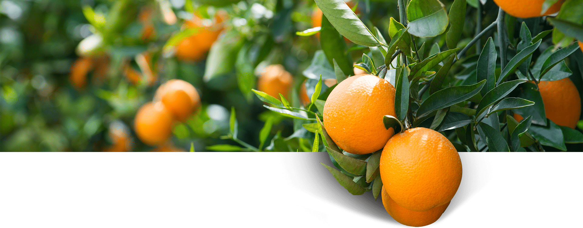 marketing-alimentacion-naranjas